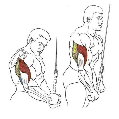 Single Grip Tricep PullDown Rope Cable Attachment Pull Down Rope Tricep Rope Pully Build Your Strength